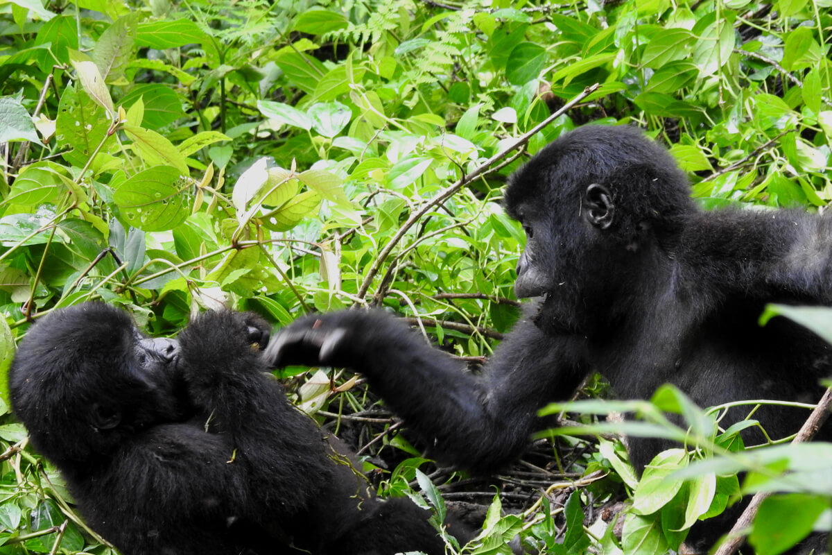 young-gorillas-play